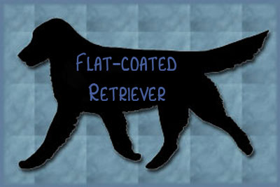 Flat Coat Retriever