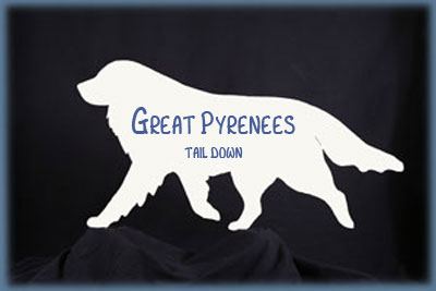 Great Pyrenees- Tail Down