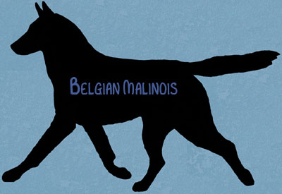 Belhian Malanois